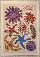 Various Sea Stars Urchin Sand Dollar Sea Cucumber Illustration Postcard PC844 picture