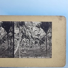 India Stereoview C1880 Standard Asia View Of A Coconut Grove Agriculture picture