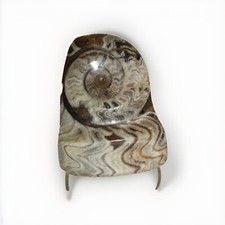 Ammonite Polished 6