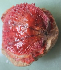 spondylus varians red 62mm caught in siargao isalnd EP July 229 2022  picture