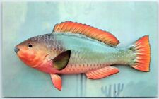 Postcard - Rainbow Parrot Fish picture