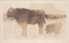 RPPC Shorthorn Cattle Farm Cow Pig Photo Early 1900s Homestead Postcard H16 picture