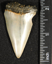 LARGER Ancestral Great WHITE SHARK Tooth Fossil 100% Natural 3.91 picture