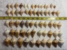 60 Small Florida Fighting Conch Shells   From The Beaches Of Sanibel island picture