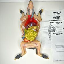 Vintage Ward's Fetal Pig Anatomical Model W/ Paperwork Anatomic Display Oddity picture