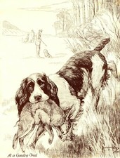 1930s Antique Springer Spaniel Print Gundog Trial Nina Scott Langley Art 4361b picture