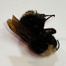 Real Bumble Bee Bee Specimen Collectible Display Collectible Insect Specimen picture
