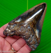 Megalodon Shark Tooth 4.05” Real Fossil  XL BIG NO Restorations Sharks Teeth picture