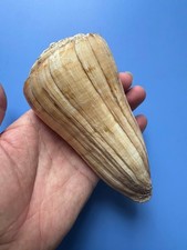 135mm | Conus distans| GIANT size | Beautiful shell picture
