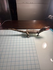 Vtg Taxidermy Full Body Real Juvenile Standing Alligator Crocodile Specimen 17