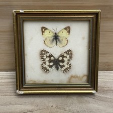 Vintage Real Butterfly Specimen Framed Display Wood Frame Handmade Austria 4.75” picture