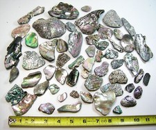 50 CUSTOMIZED Nor California Surf Polished Abalone Pieces for Jewelry Making picture