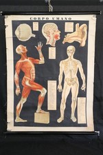 Antonio Vallardi Anatomical Poster Table I Human Body G. Gagliardi 1940s picture