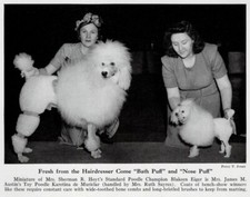 Poodle 