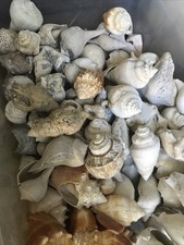 19 LB Lot Of Random Fossils Shells Minerals Shells & Raw Bulk Mix picture