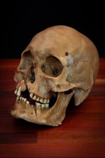 Viking Skull Replica – Dark Finish -  Life Size Human Skull Resin Display picture