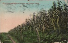 c1910s Cornfield Gulf Coast Country near Houston Texas postcard E100 picture