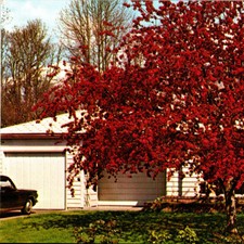 Vintage 1970s Rosedale Nurseries Crabapple Tree Hawthorne Millbrook Postcard NY picture