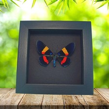 Milionia drucei Real Framed Day Flying Moth Taxidermy Moonlight Display picture