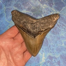 MEGALODON SHARK TOOTH 4.38” HUGE TEETH BIG MEG SCUBA DIVER DIRECT FOSSIL NC 9643 picture