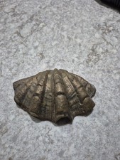 Vintage Solid Brass Clam Shell-Mid 20th Century  picture