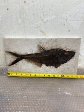14 inch Diplomystus from the 18