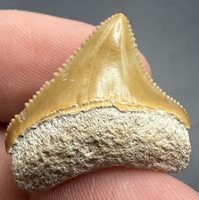 Posterior Megalodon Tooth GEM 1.07” Bone Valley Florida All Natural Shark Tooth picture
