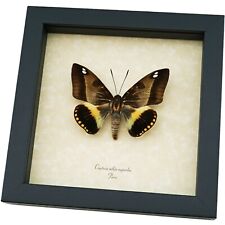 Castnia athis superba Rare Silkmoth Moth Framed Taxidermy picture
