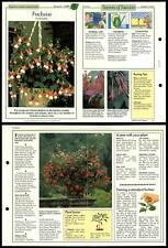 Fuchsias #1 Window-Boxes Success With House Plants 1990 Fold-Out Card picture