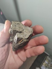 Rare Pyritized Petrified Wood – picture