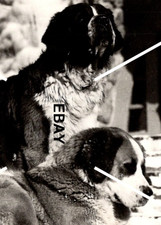 C 1939-1950 RPPC Postcard Lady Bruel St Bernard Dogs Timberline Lodge NW EKC BW picture