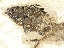Two SPECIES Rare Priscacara FISH Fossil and Diplomystus On HUGE Matrix Wyoming picture