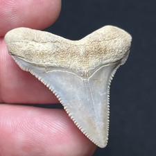 1.47” Great Quality Angustidens Fossil Shark Tooth Summerville, SC picture