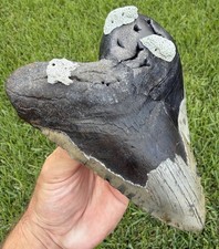 6.32” XXL Megalodon Shark Tooth Real Shark Teeth Fossils Restored picture