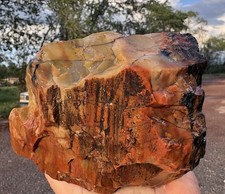 ☘️RR⛏️: Top Quality Arizona Rainbow Petrified Wood, 3 Lb 10 Oz. 🌈 picture