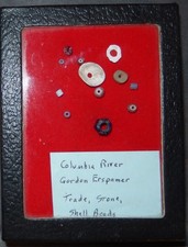 A NICE GROUP OF BEADS THAT WERE FOUND ON THE COLMBIA RIVER FOR YOUR COLL    N204 picture