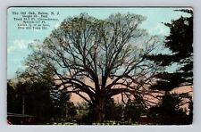 Salem NJ-New Jersey, Scenic View the Old Oak, Antique Vintage Postcard picture
