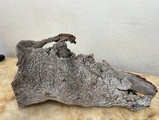 Ancient 1854 Pikes Peak Big Burn Ghost Wood Cavern Burl Swirl Log Sculpture picture