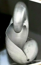 Shells 1927 14-S Photograph by Edward Weston POSTCARD vintage unposted EW-2 picture