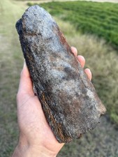 Absolutely Beautiful Extinct Baleen Whale Bone Fossil Segment picture
