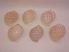 6 Pcs Spotted Tun Tonna Dolium Sea Shells Beach Ocean Nautical Decor Set Lot picture