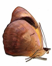 LEPIDOPTERA, NYMPHALIDAE, BIBLIDINAE, CATONEPHELE NUMILIA from PERU picture