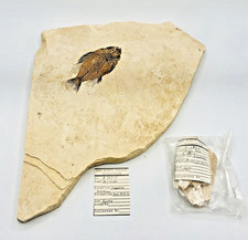 Large Rare Priscacara FISH Fossil Specimen Wyoming 5 lbs Eocene Geological Miner picture