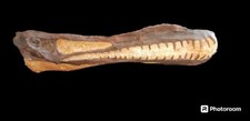 Anhanguera Blittersdorffi (Pterosaur) Skull Fossil... picture