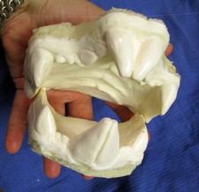 Thylacoleo marsupial lion fossil jaws teeth cast replica taxidermy picture