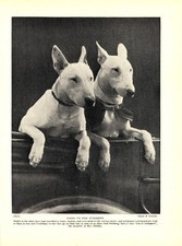 1930s Antique BULL TERRIER Dog Print Vintage Judington Bull Terriers 7078f picture