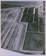 LG871 1956 Original Bee Photo BEEF ON HOOF Steers in Feed Pens JE O'Neill Ranch picture