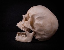 Life Size Male Human Skull Replica Adult Anatomy Model picture