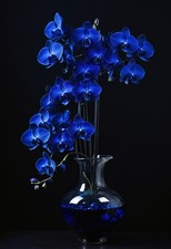 Sapphire Orchids Moonlit Botanical Oil Painting Wall Art Print picture