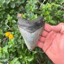 Real Megalodon Shark Tooth 4.57β Fossil picture